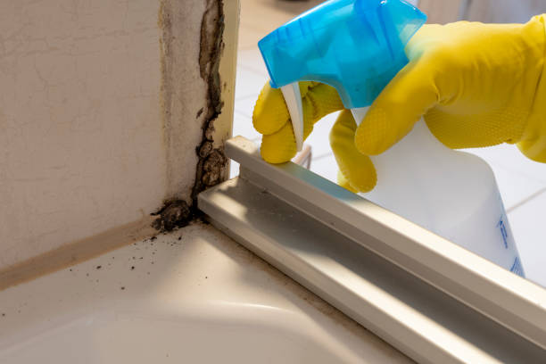 Mold Remediation for Vacation Homes in Longview, WA